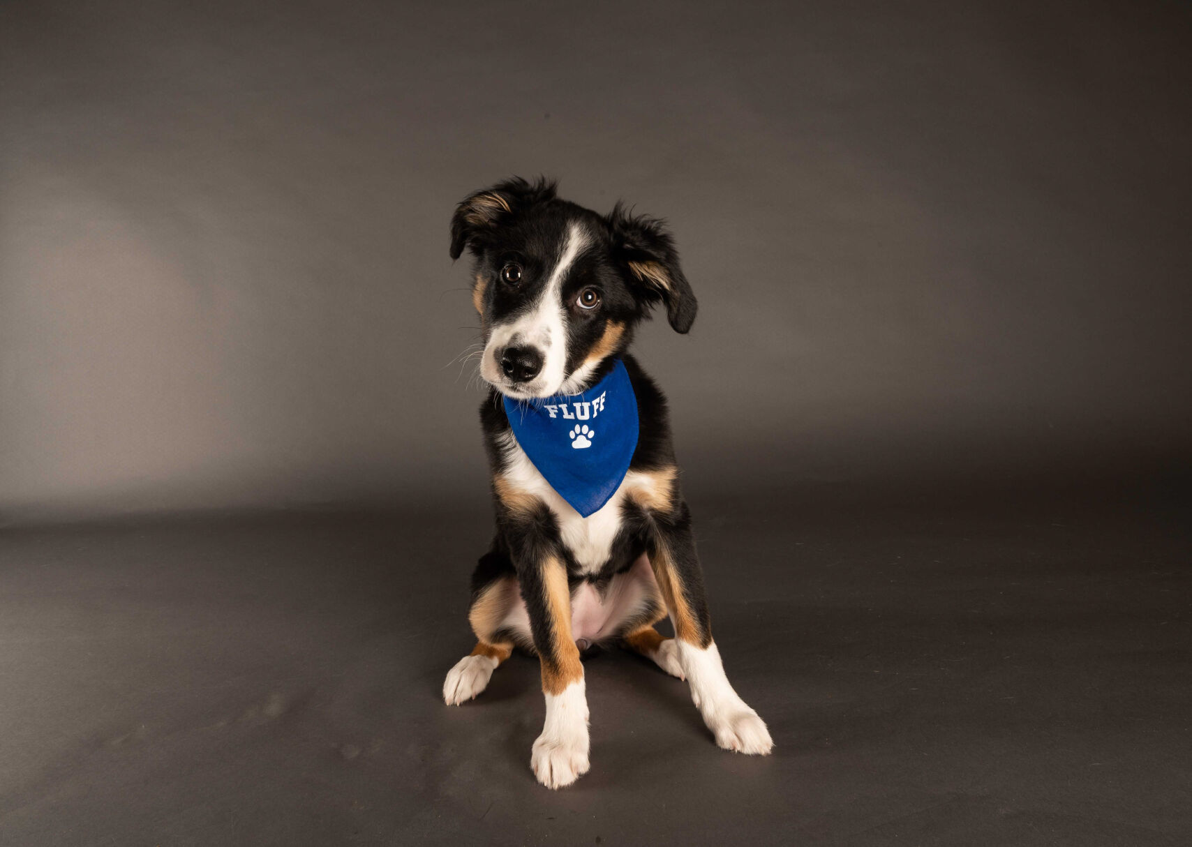 PUPPY BOWL XVII